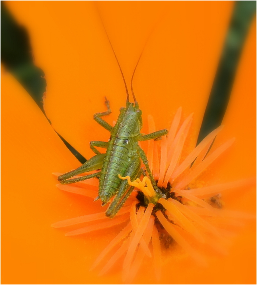 sauterelle verte