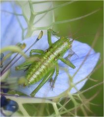 sauterelle verte