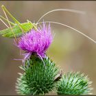 Sauterelle verte