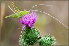 Sauterelle verte