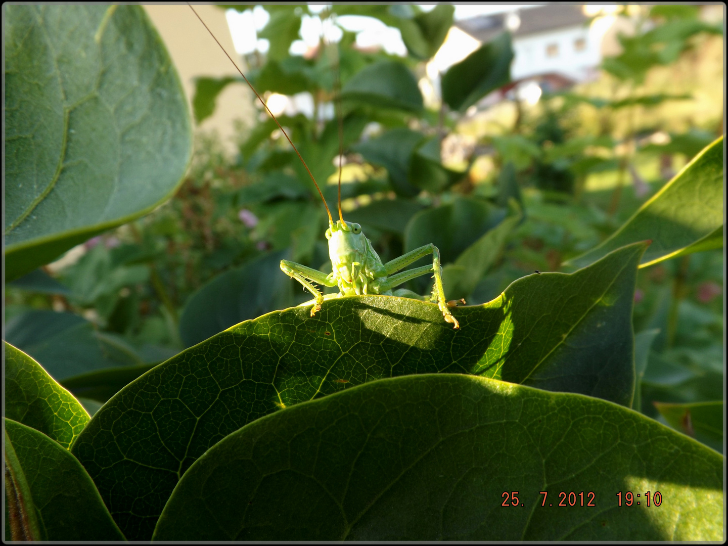 Sauterelle verte