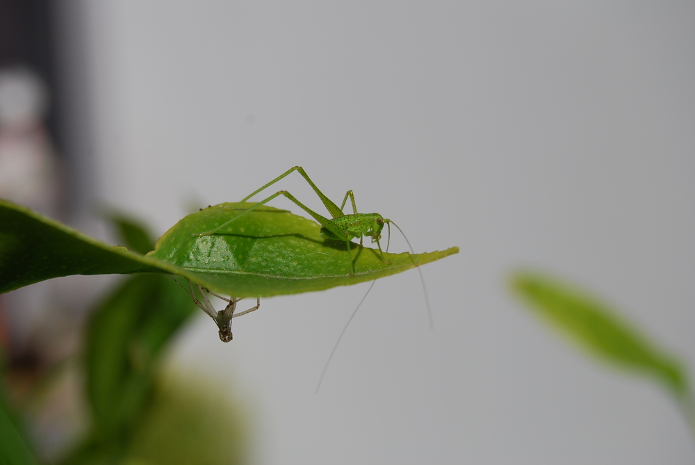 Sauterelle verte avec sa mue !!!