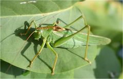 sauterelle verte