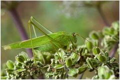 Sauterelle verte