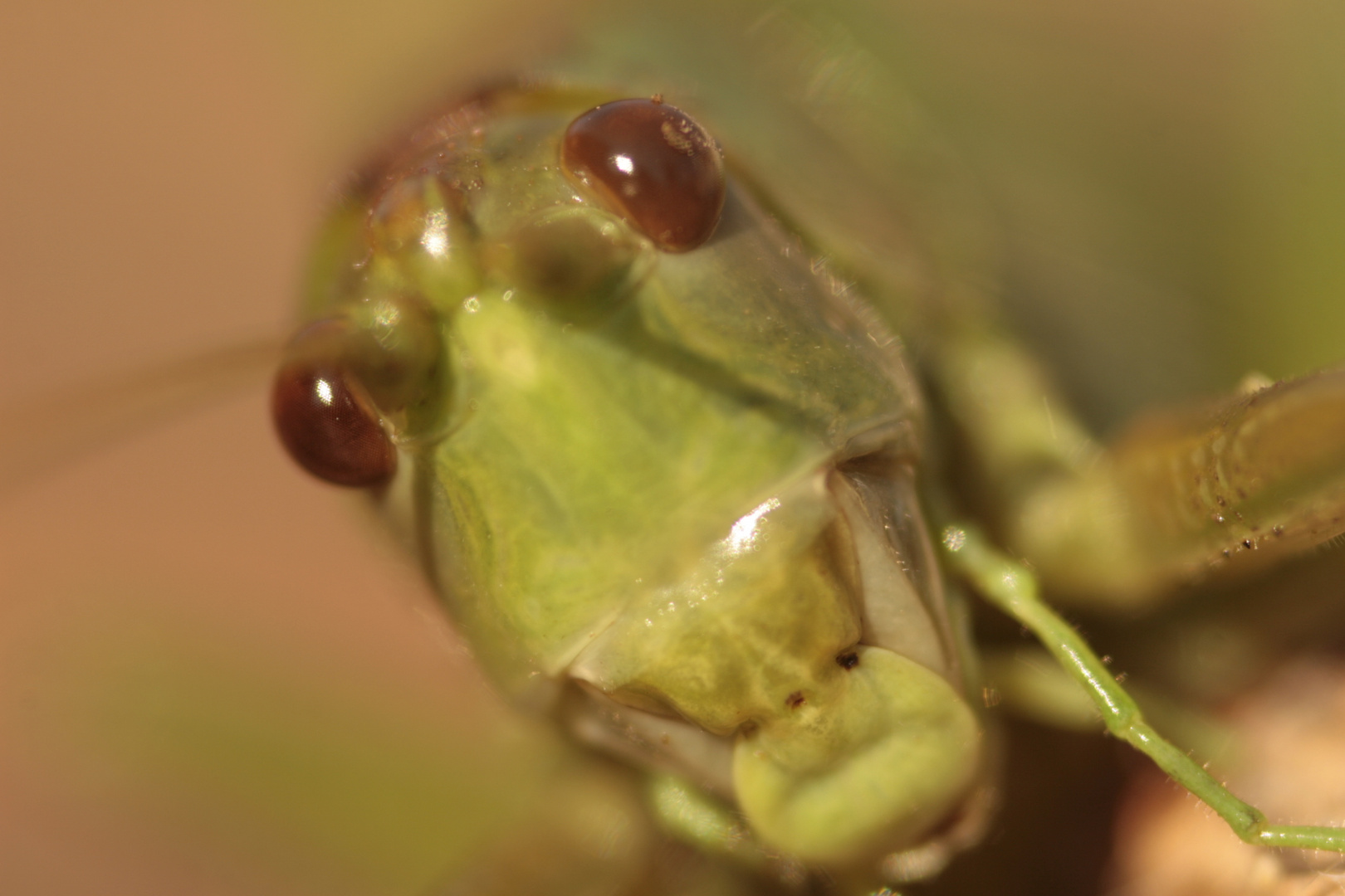 Sauterelle verte