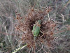 ...Sauterelle verte...