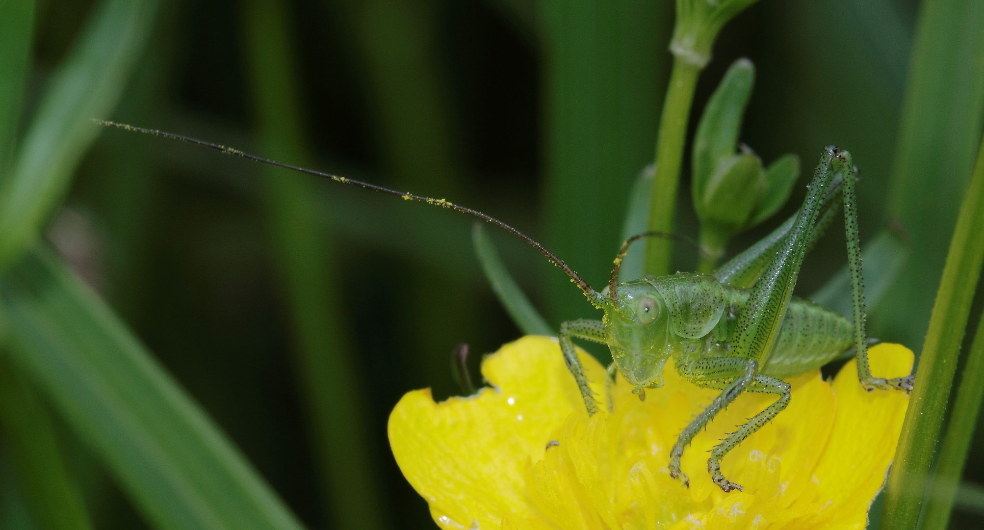 Sauterelle verte