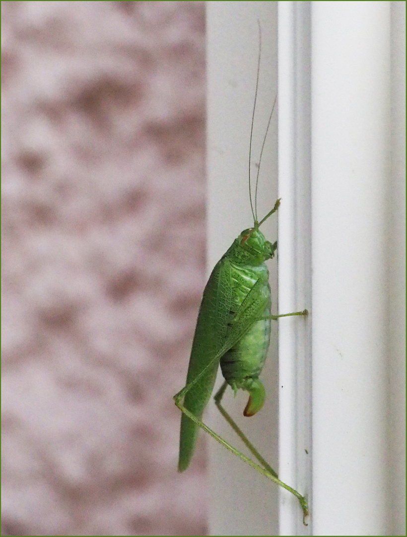 Sauterelle verte du jeudi