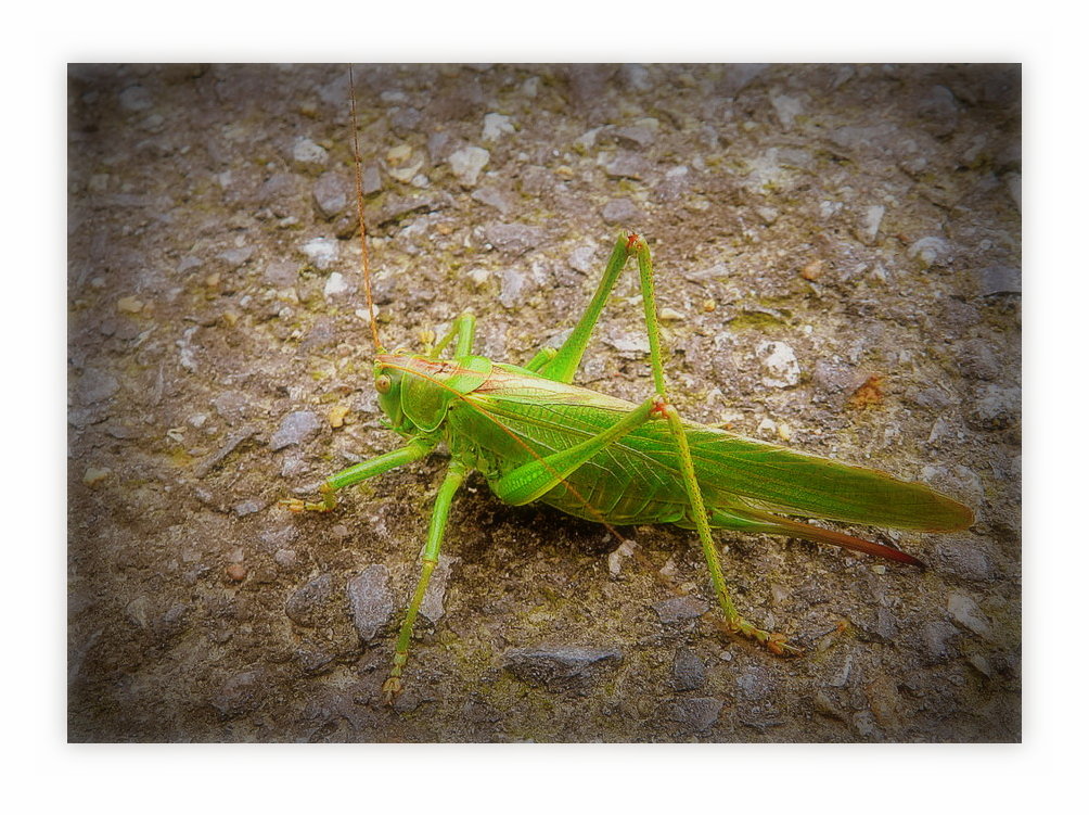 sauterelle verte