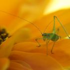 sauterelle verte sur une fleur