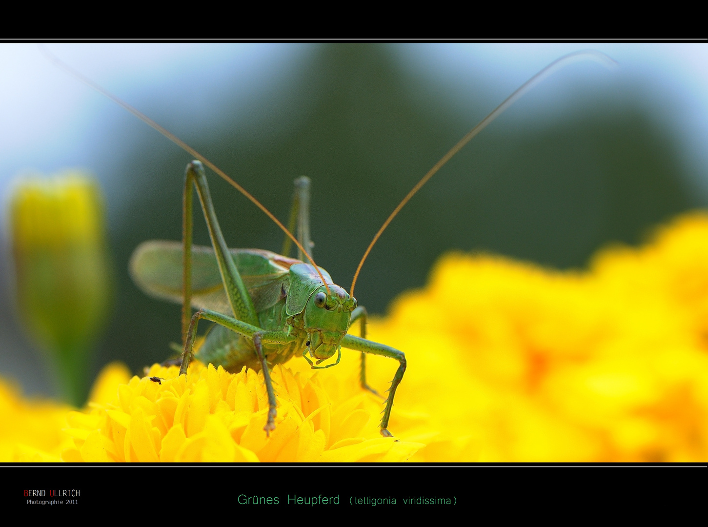 *Sauterelle verte* (tettigonia viridissima)