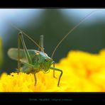 *Sauterelle verte* (tettigonia viridissima)