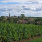 Sauternes au milieu de ses vignes