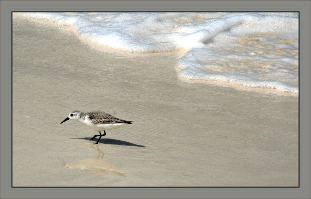 sautillant sur la plage