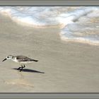 sautillant sur la plage