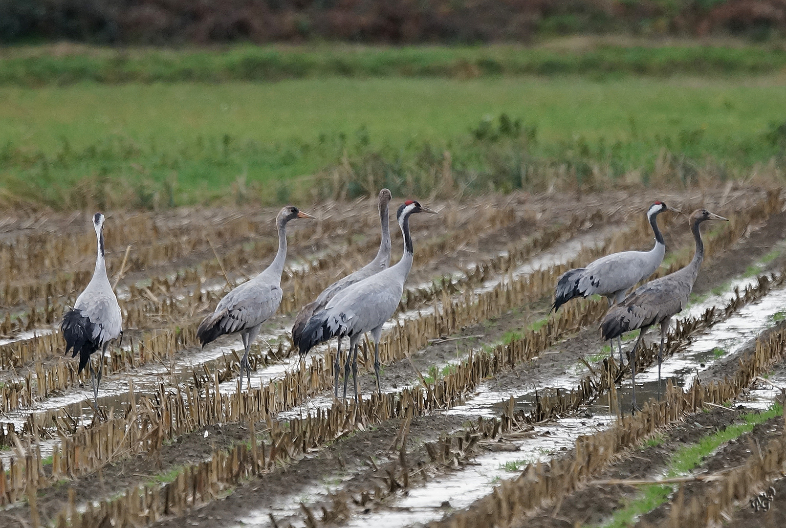 Sauvages ..... les grues