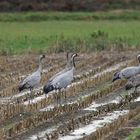 Sauvages ..... les grues