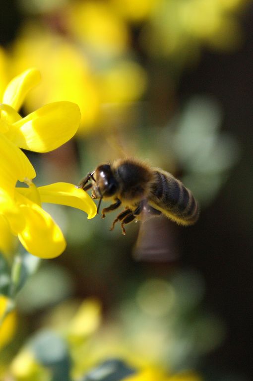 Sauvons les abeilles