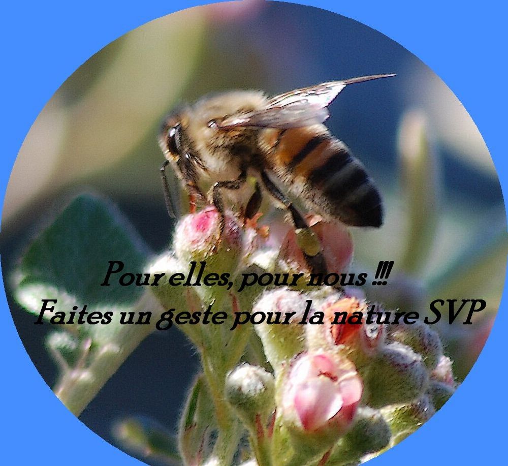 ***Sauvons les abeilles***