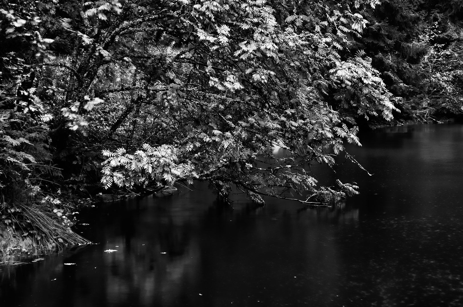 Sauwetter am Glaswaldsee