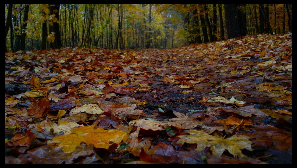 Sauwetter - der nasskalte Herbst