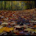 Sauwetter - der nasskalte Herbst