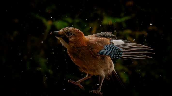 Sauwetter, Eichelhäher