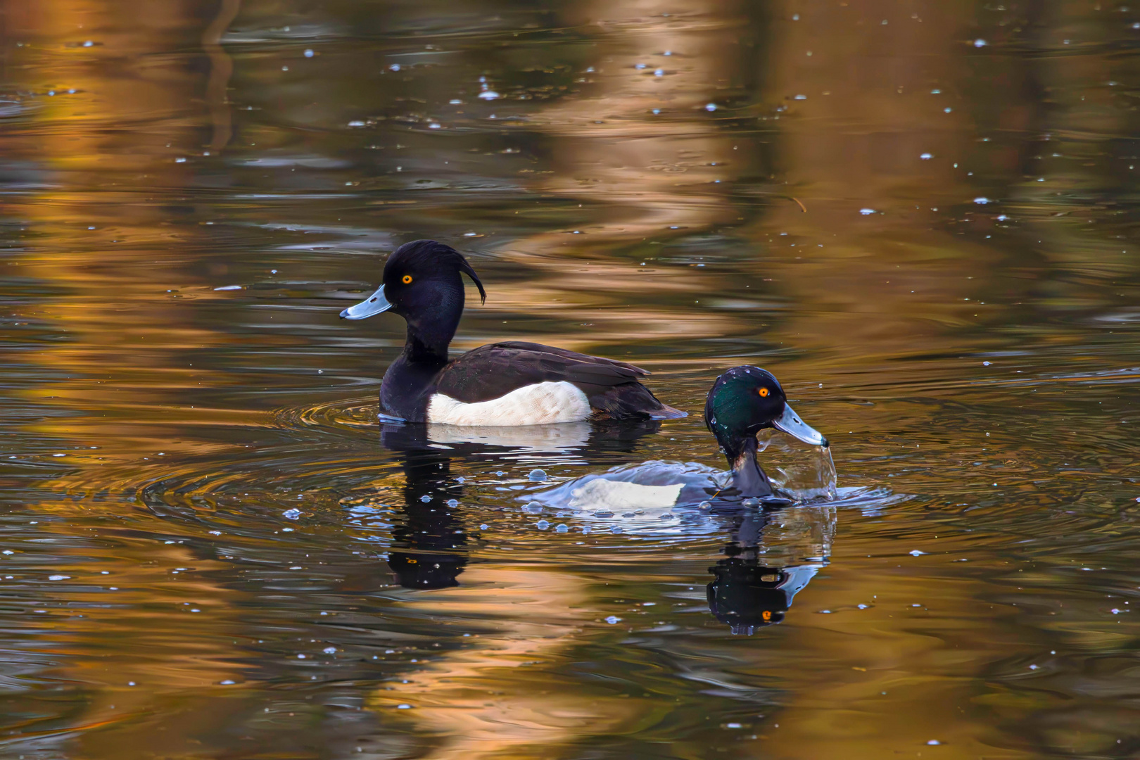 Sauwohl auf dem Wasser / Happy on the water