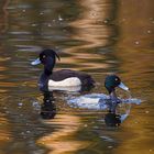 Sauwohl auf dem Wasser / Happy on the water