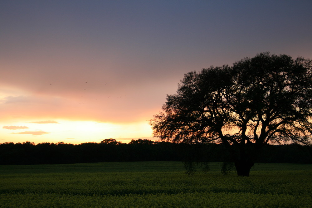 Savana a roma