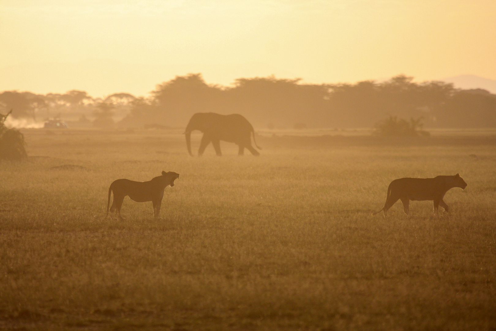 Savana Africana al tramonto