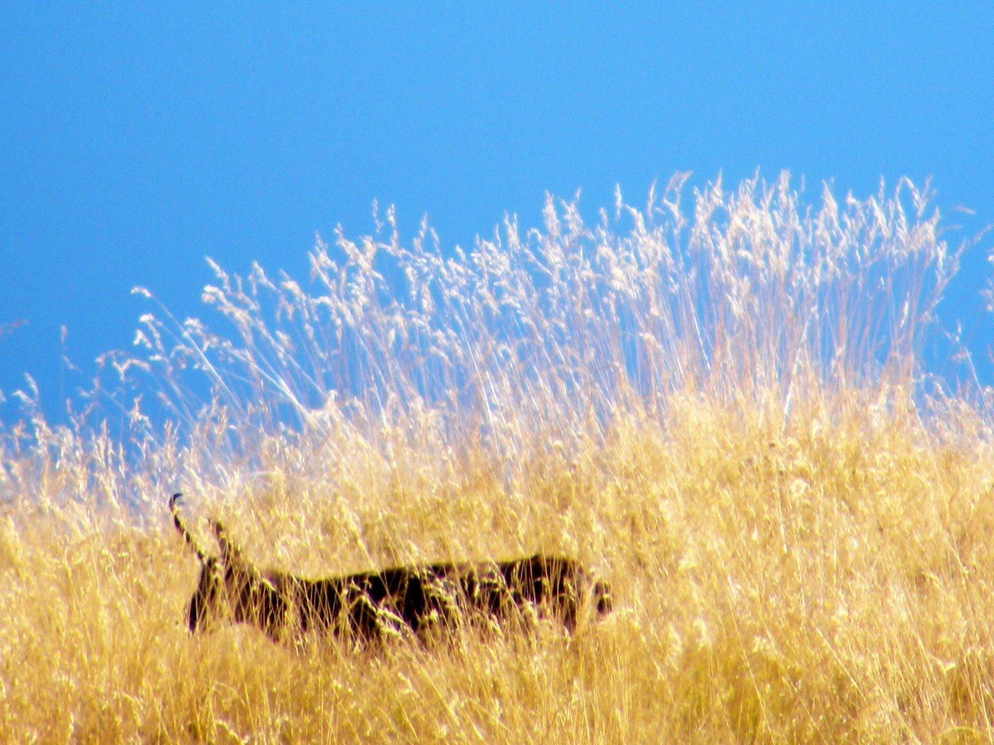 Savana Africana? Nooo Alpi Piemontesi