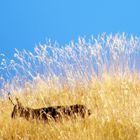 Savana Africana? Nooo Alpi Piemontesi