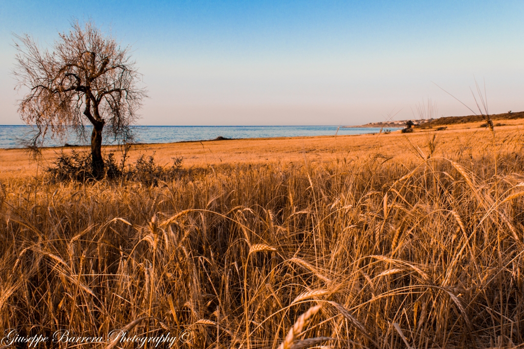 Savana Sicula