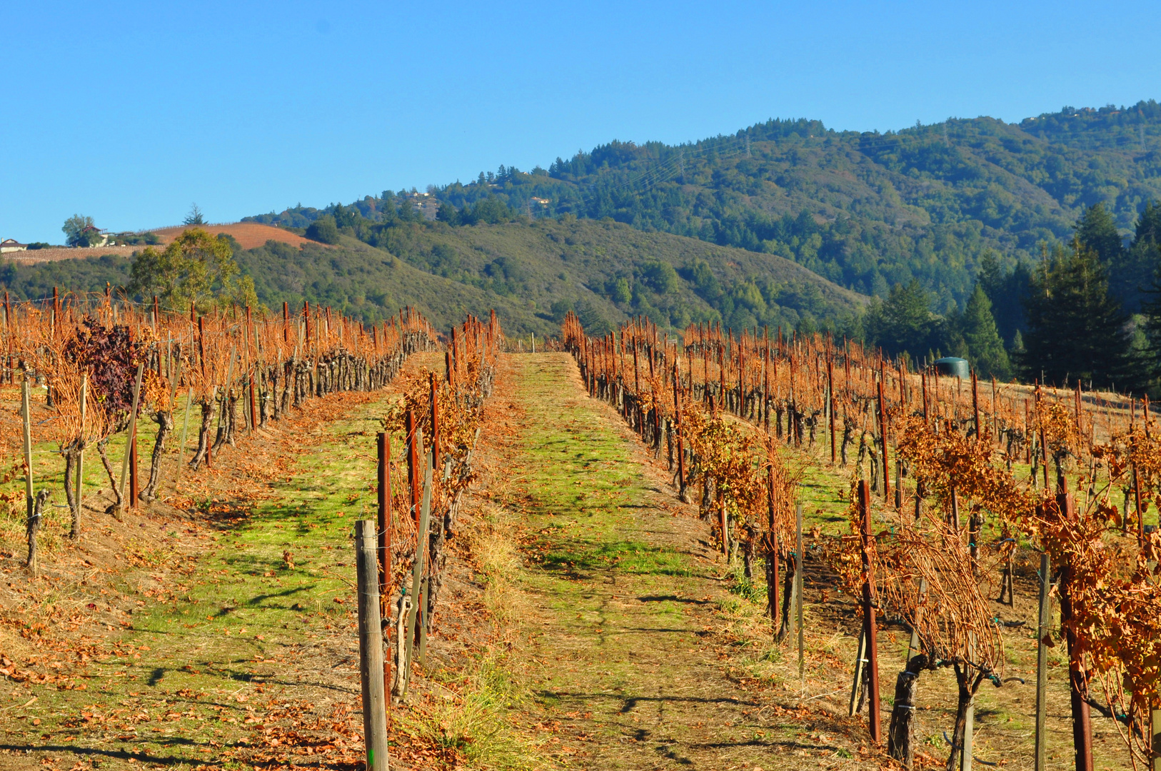 Savanna Chanelle Vineyards CA