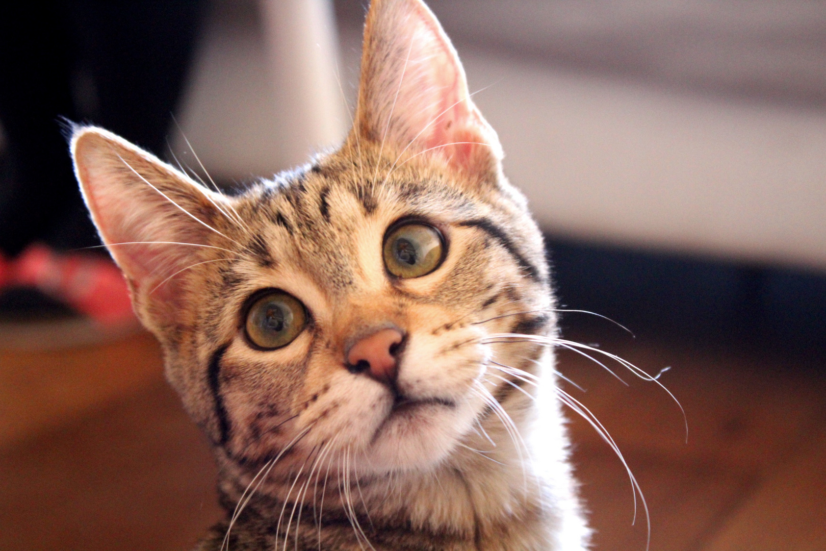 Savanna Katze Foto & Bild | tiere, katzen, haustiere Bilder auf fotocommunity