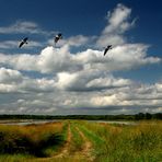 Savanna Wetlands