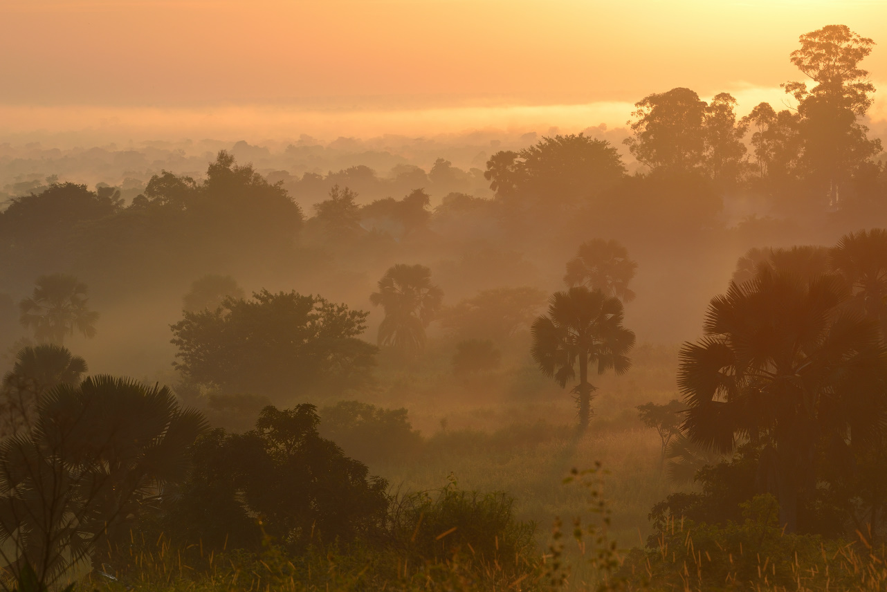 Savannah at sunrise