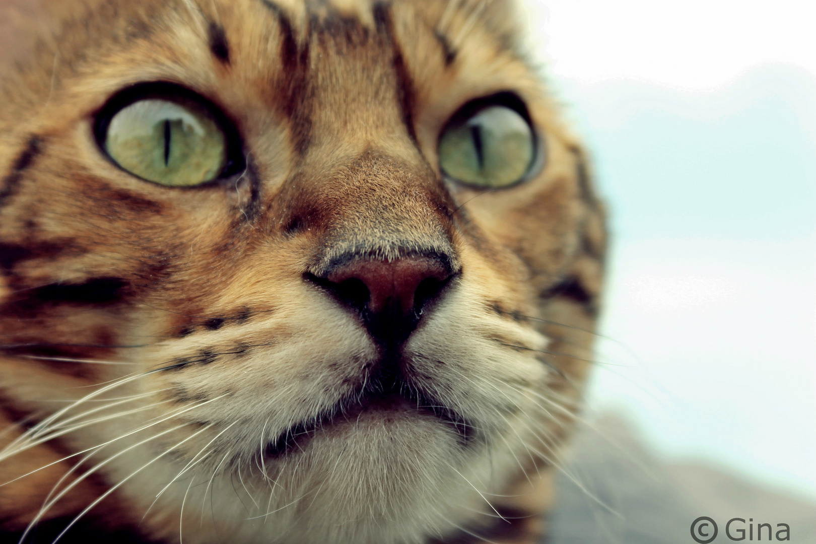 Savannah Kater beobachtet...