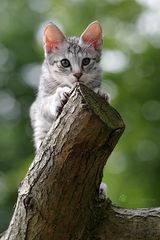 Savannah Kitten