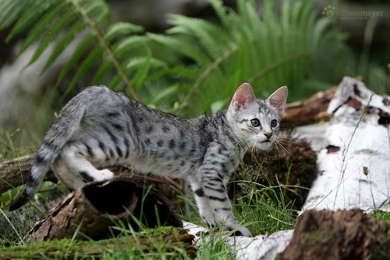 Savannah Kitten