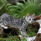 Savannah Kitten