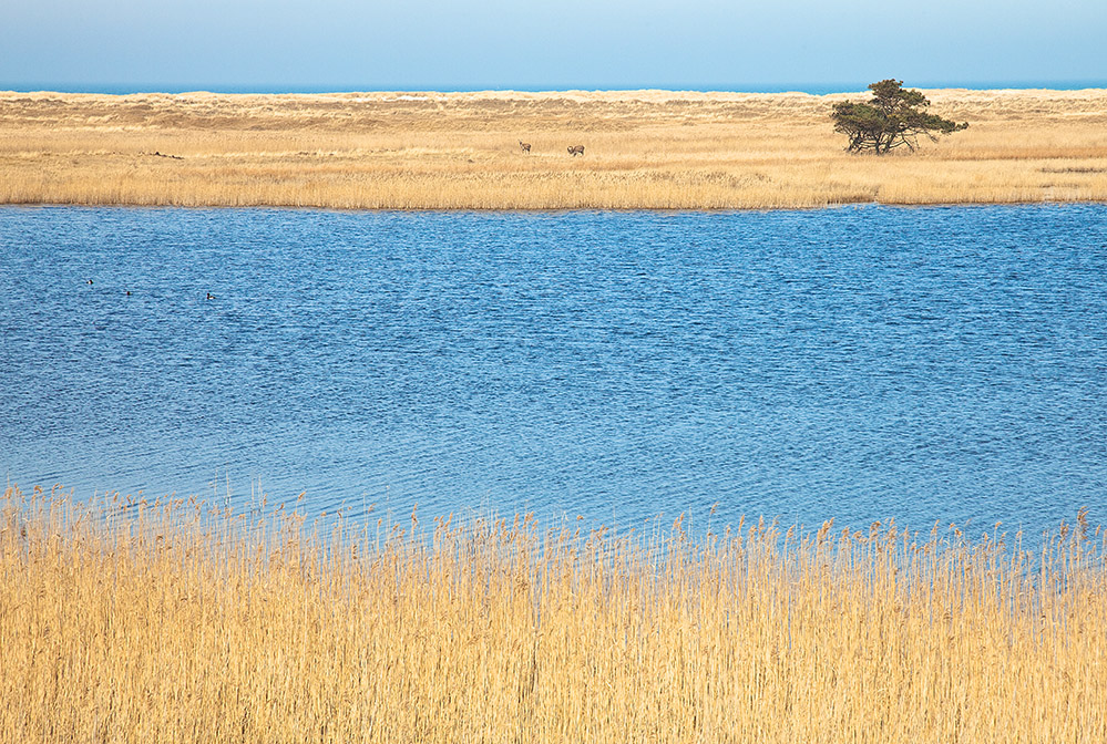 Savanne an der Ostsee