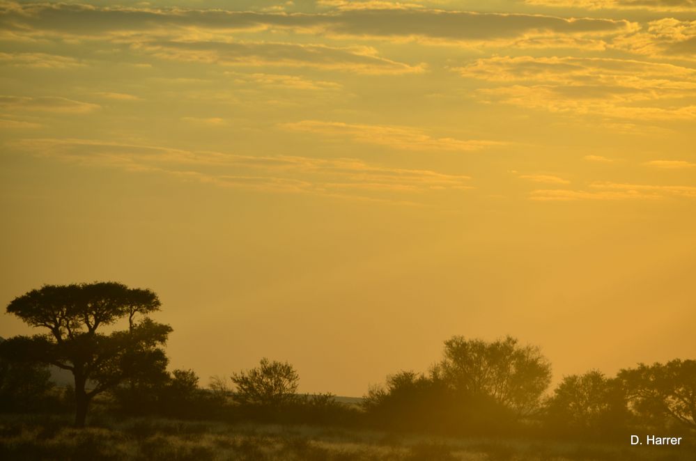 Savanne in Namibia