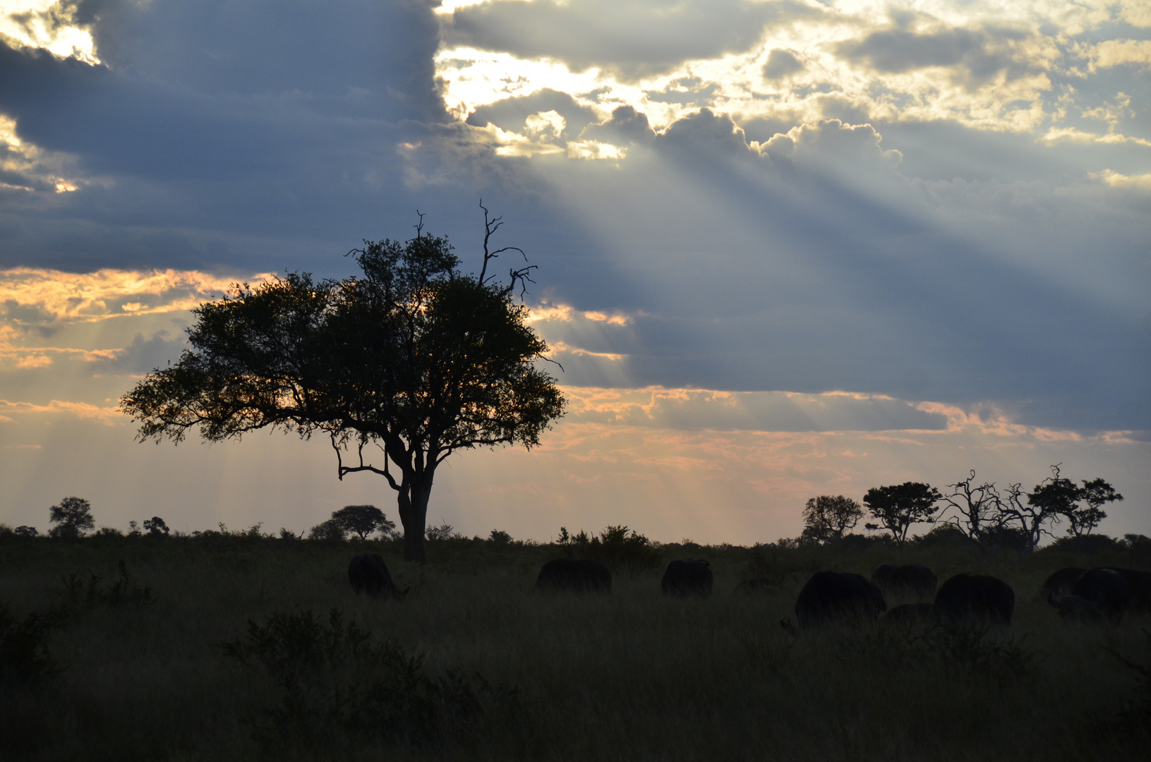 Savanne in Zimbabwe