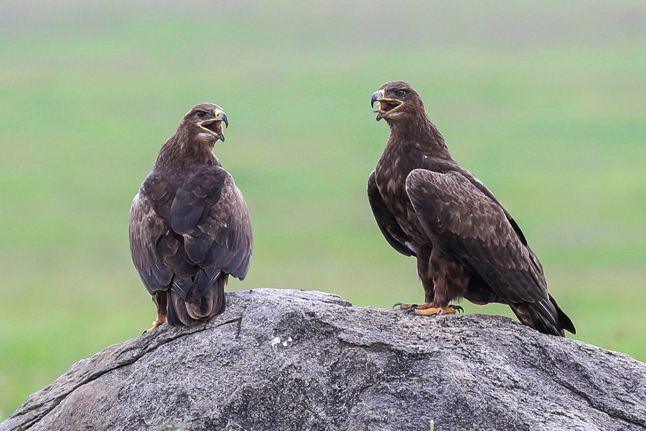 Savannenadler (Aquila rapax)...