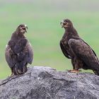 Savannenadler (Aquila rapax)...