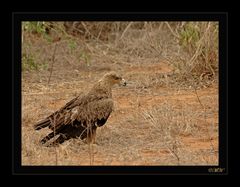 Savannenadler (Aquila rapax)