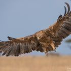 Savannenadler (Aquila rapax)