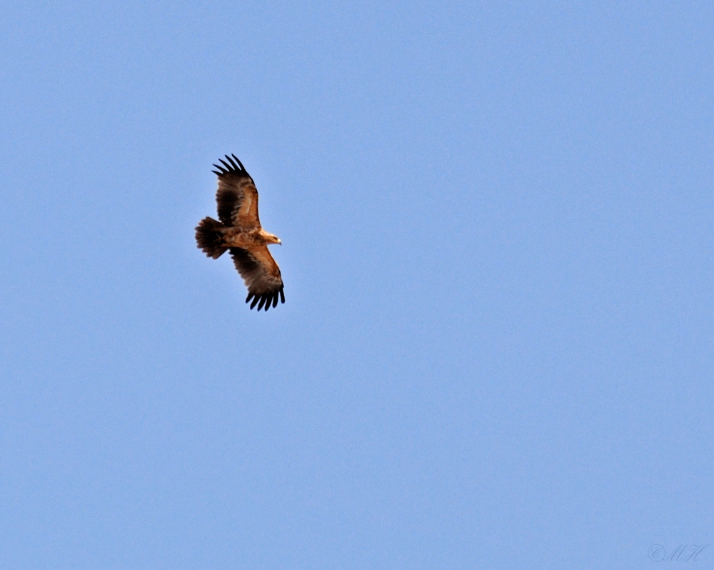 Savannenadler (Aquila rapax)